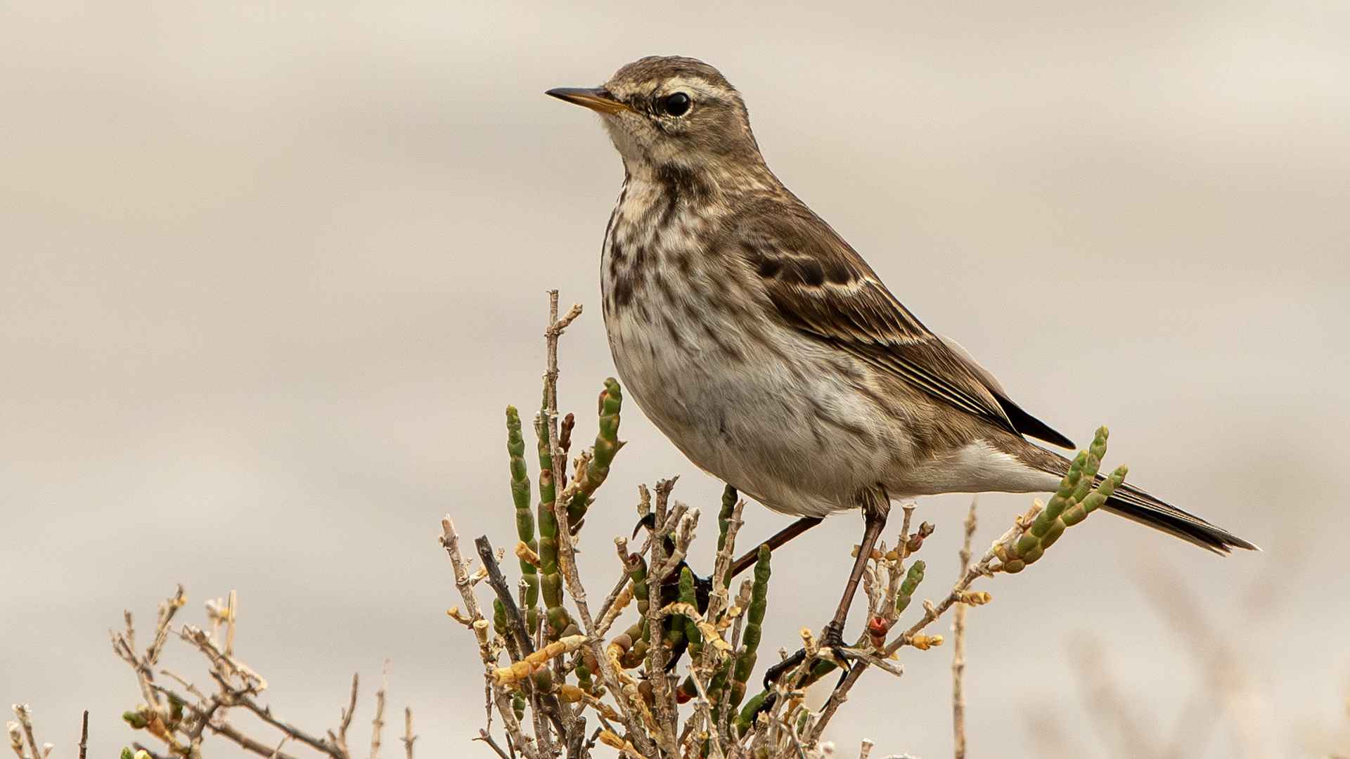 Water Pipit